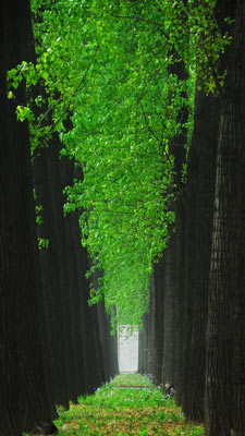 ҡҷ  2009꣩  ÿ£ϱɵҶ 