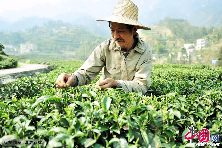 2013年3月4日,茶农在湖北宜昌市夷陵经济开发区茶产业高新技术科技园早茶基地采摘芽茶。中国网图片库 张国荣摄 2013年3月4日,茶农在湖北宜昌市夷陵经济开发区茶产业高新技术科技园早茶基地采摘芽茶。中国网图片库 张国荣摄