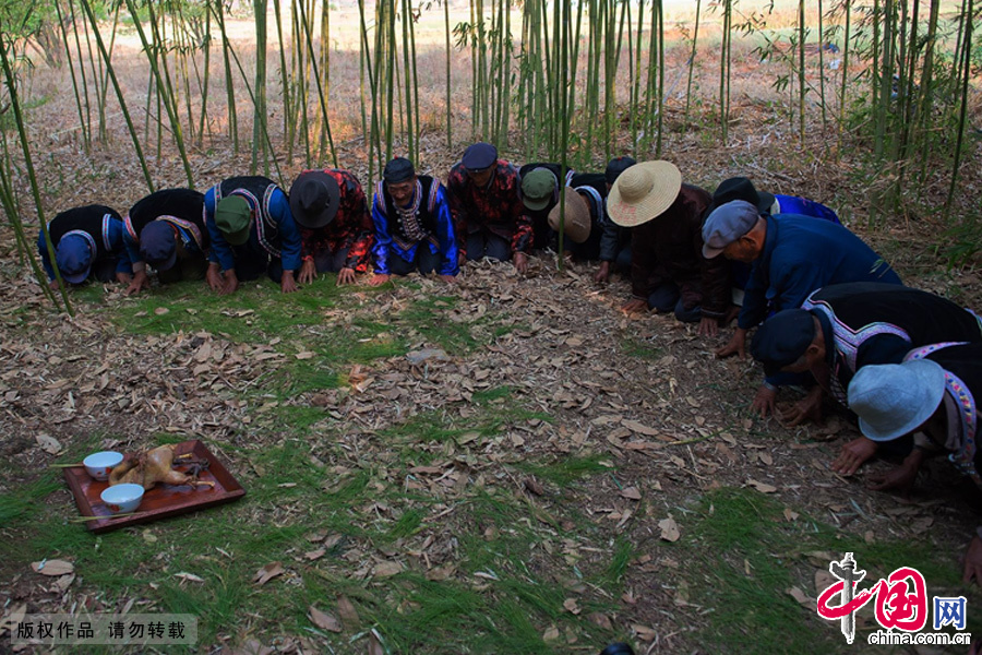 村里的老人来到“祭龙山”上,在一株被认作“山神树”的大麻栗树面前磕头献祭。中国网图片库 张旭 摄 村里的老人来到“祭龙山”上,在一株被认作“山神树”的大麻栗树面前磕头献祭。中国网图片库 张旭 摄