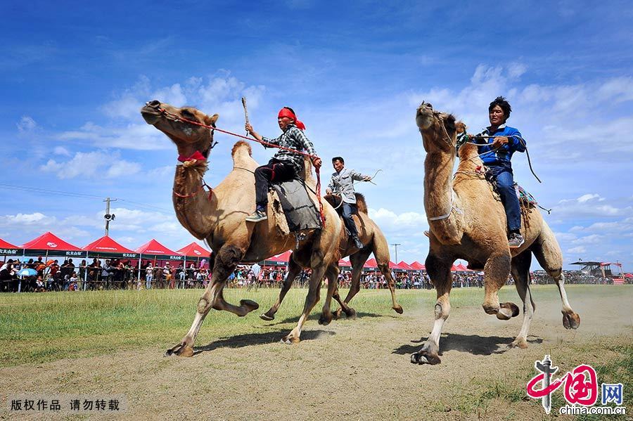 运动会上,参赛选手正在赛骆驼。 中国网图片库 李华/摄 运动会上,参赛选手正在赛骆驼。 中国网图片库 李华/摄