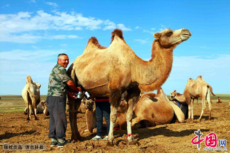 挤奶是一件幸福而又辛苦的工作,每天早晨九点至十点挤一次,十一点半至十二点半挤一次,下午把骆驼赶到草场吃草。中国网图片库 孙继虎/摄 挤奶是一件幸福而又辛苦的工作,每天早晨九点至十点挤一次,十一点半至十二点半挤一次,下午把骆驼赶到草场吃草。中国网图片库 孙继虎/摄