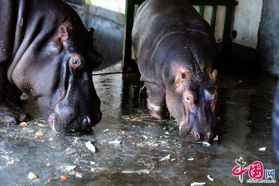 动物园 腊八宴 动物园 腊八宴