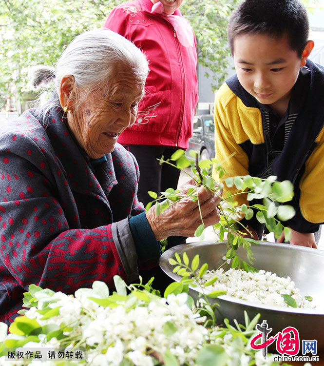 春夏之交,是洋槐树的槐花盛开的季节。洋槐树花不但有止血药效,还能降低高血压,还可以与玉米面、白面搅拌,蒸、煎做成槐花饼,入口甘甜,满嘴留香。 春夏之交,是洋槐树的槐花盛开的季节。洋槐树花不但有止血药效,还能降低高血压,还可以与玉米面、白面搅拌,蒸、煎做成槐花饼,入口甘甜,满嘴留香。