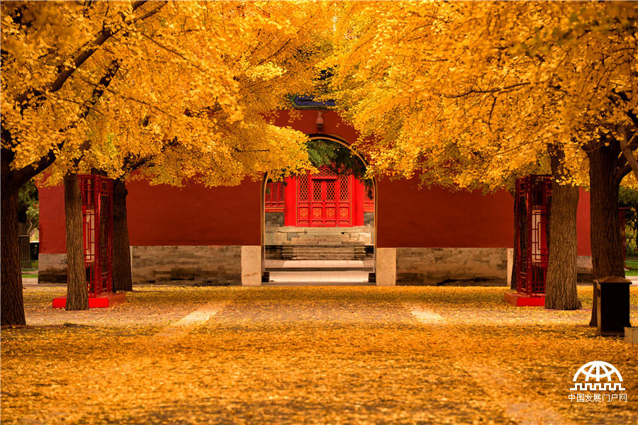 “秋天,这北国的秋天,若留得住的话,我愿把寿命的三分之二折去,换得一个三分之一的零头……”大作家郁达夫一篇《故都的秋》,勾起了多少人对于北京秋天的热切向往。光阴荏苒,时过境迁,北国的秋却依然来得清,来得静,难得的湛蓝天空和纸墨书香间的美丽秋色让人陶醉。一到秋天,北京,便成了北平…… (中国科学院大学 崔垒摄影)