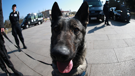 天安门的忠诚卫士“汪警官”们